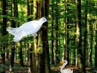 White Pigeon Forest Escape