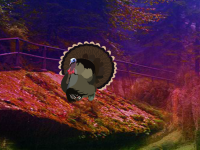 Country Turkey Forest Escape